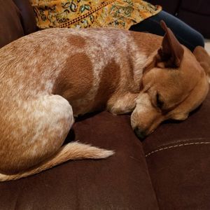 Meet your Posher, Casie